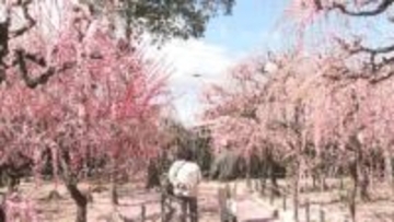 雨にも負けずに咲き誇る　名所・結城神社でしだれ梅見ごろ