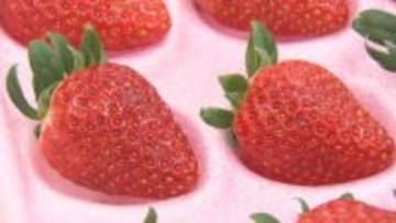 年末に向け出荷ピーク　三重県産いちごの出来栄え競う