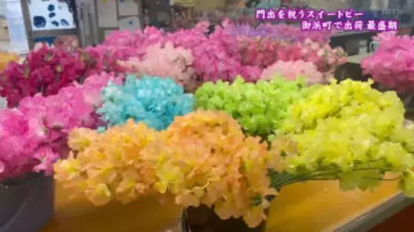 花の色は約20種類　スイートピーの出荷ピーク