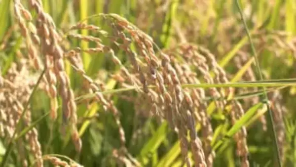 民間の在庫量が過去最大レベル増加の見込み　来年の県産米を約3000トン減産へ