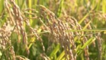 民間の在庫量が過去最大レベル増加の見込み　来年度の県産米を約3000トン減産へ