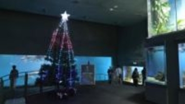 デンキウナギのビリビリで点灯するクリスマスツリー登場　三重・鳥羽市