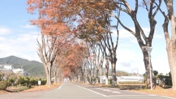 ケヤキ並木で紅葉のトンネル