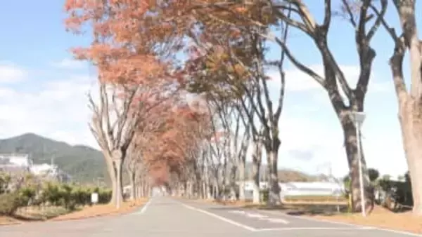 ケヤキ並木で紅葉のトンネル