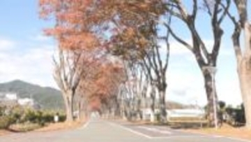 ケヤキ並木で紅葉のトンネル