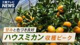 「甘みと色づき良好　ハウスミカン収穫ピーク」の画像1