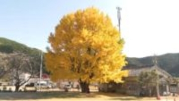 「SNS映え」すると隠れた名所に　河内の大銀杏