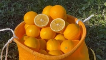 レモンとオレンジの交配種「マイヤーレモン」　豊作の「表年」で生産量2割増