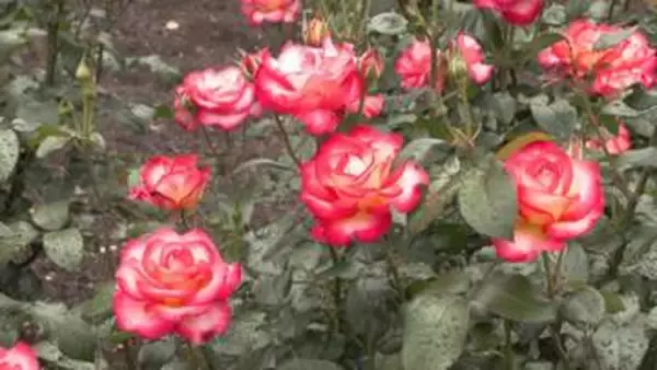 なばなの里で「バラまつり」　約900種類が見頃　例年より1週間早く開花