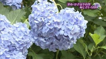 7万株超のアジサイ満開　ハート形も