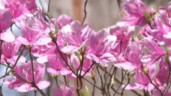 淡い紫が春を告げる　伊奈冨神社でムラサキツツジ見頃