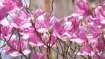 淡い紫が春を告げる　伊奈冨神社でムラサキツツジ見頃