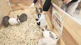「アヒルやモルモットなど10種類が集合　松菱で動物ふれあいイベント」の画像1