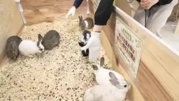 アヒルやモルモットなど10種類が集合　松菱で動物ふれあいイベント