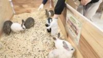 アヒルやモルモットなど10種類が集合　松菱で動物ふれあいイベント