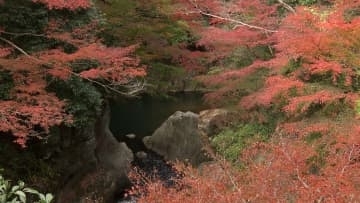 渓谷で　川のせせらぎに映える紅葉
