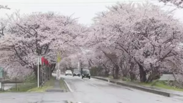 「約4キロ・1000本が春色に　鍋田川沿いの桜並木が見頃」の画像