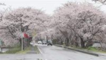 約4キロ・1000本が春色に　鍋田川沿いの桜並木が見頃