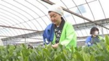 肉厚で香りとコクが長持ち　大台町で伊勢茶の初摘み　上質な茶葉を伊勢神宮へ