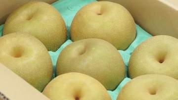 甘みや形を総合評価　三重県産ナシの品評会
