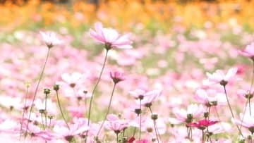 かざはやの里で700万本のコスモス満開　四季折々の花園に新エリア誕生