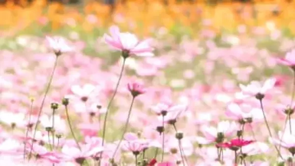 かざはやの里で700万本のコスモス満開　四季折々の花園に新エリア誕生