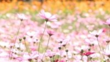 かざはやの里で700万本のコスモス満開　四季折々の花園に新エリア誕生