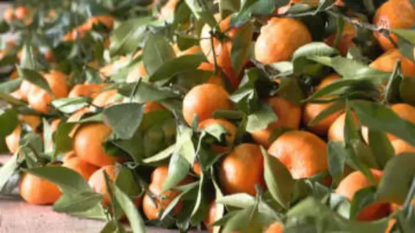 鏡餅に欠かせない葉付きみかん　多気町で箱詰め始まる