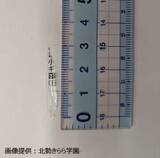 「学校給食「なめこ汁」にビニール片混入」の画像1