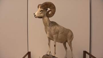 シマウマやヒョウの剥製標本など約180点　三重県総合博物館MieMuで企画展