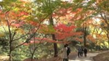 百人一首など多くの和歌に読まれる名所　水沢もみじ谷で紅葉見ごろ