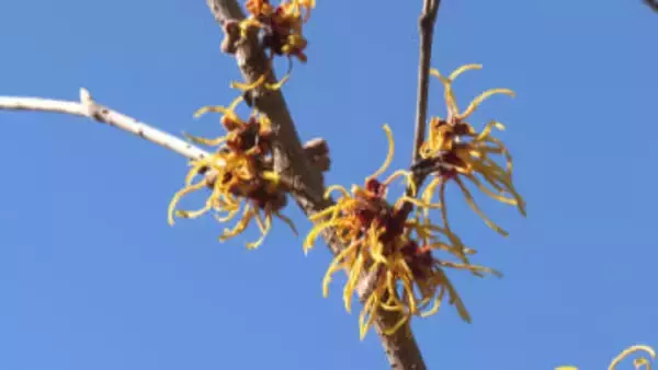 「春の先駆け」マンサク満開　海山郷土資料館の中庭で黄色の花が見ごろ