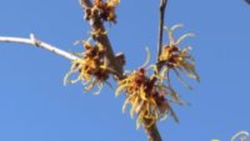 「春の先駆け」マンサク満開　海山郷土資料館の中庭で黄色の花が見ごろ