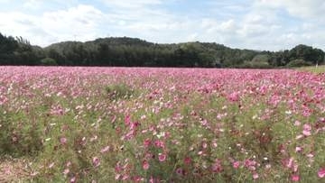 地域住民ら育てたコスモス満開