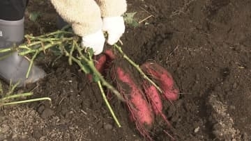 園児たちがサツマイモ掘り体験　紅あずまや安納芋を収穫