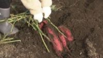 園児たちがサツマイモ掘り体験　紅あずまや安納芋を収穫