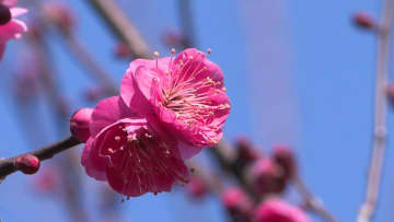 梅まつり2週間早め　あす（6日）から