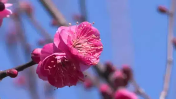 梅まつり2週間早め　あす（6日）から