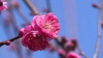 梅まつり2週間早め　あす（6日）から