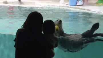 天候に左右されず人気　鳥羽水族館