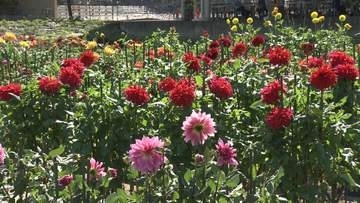 御在所岳に新テラス、なばなの里にはダリアとコスモス　県内観光地が3連休に期待