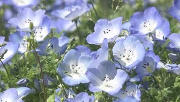白い花びらに紫色の斑点が可愛らしい品種も　観光農園でネモフィラが見頃