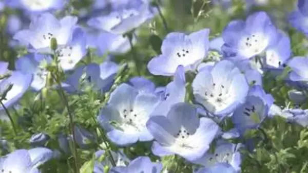白い花びらに紫色の斑点が可愛らしい品種も　観光農園でネモフィラが見頃