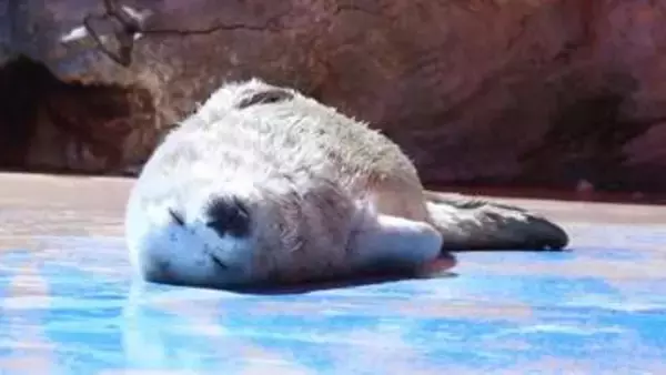 今だけの姿「まっしろでフワフワ」　伊勢シーパラダイスでゴマフアザラシの赤ちゃん