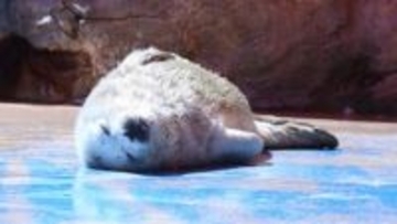 今だけの姿「まっしろでフワフワ」　伊勢シーパラダイスでゴマフアザラシの赤ちゃん