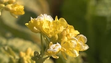 菜の花咲き始める　今月中旬に見頃