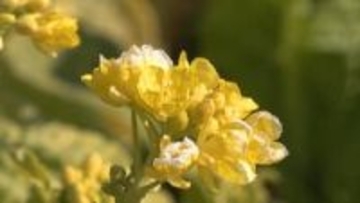 菜の花咲き始める　今月中旬に見頃