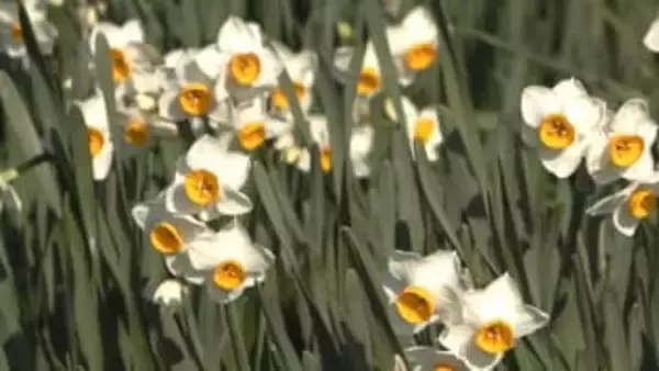 「ここ数年でたくさんの花が」　スイセンが見頃
