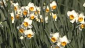 「ここ数年でたくさんの花が」　スイセンが見頃