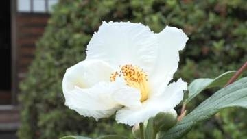 朝に咲いて夕方に散る「一日花」　沙羅双樹の花が見頃